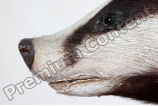 Badger head photo reference 0006